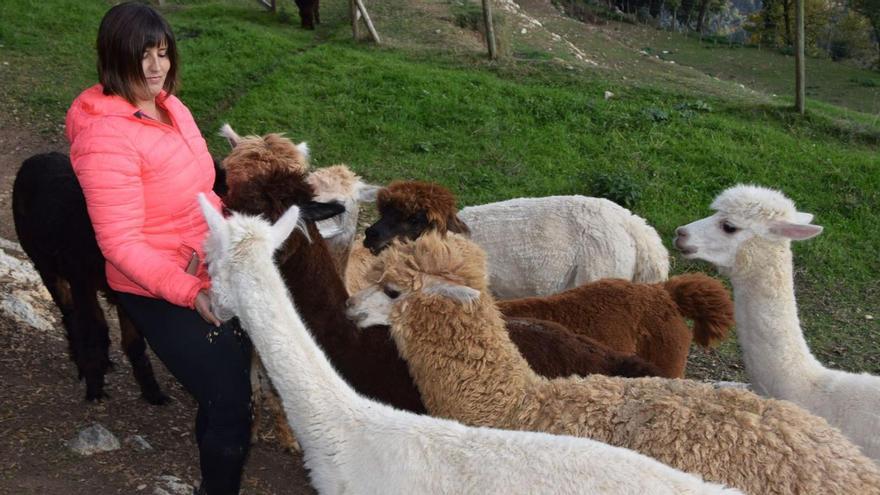 Maria Àngels Caus alimentant el seu ramat de 17 alpaques | GUILLEM CAMPS