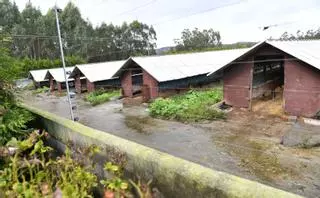 Alarma internacional por el estudio sobre gripe aviar en visones de una granja de Carral