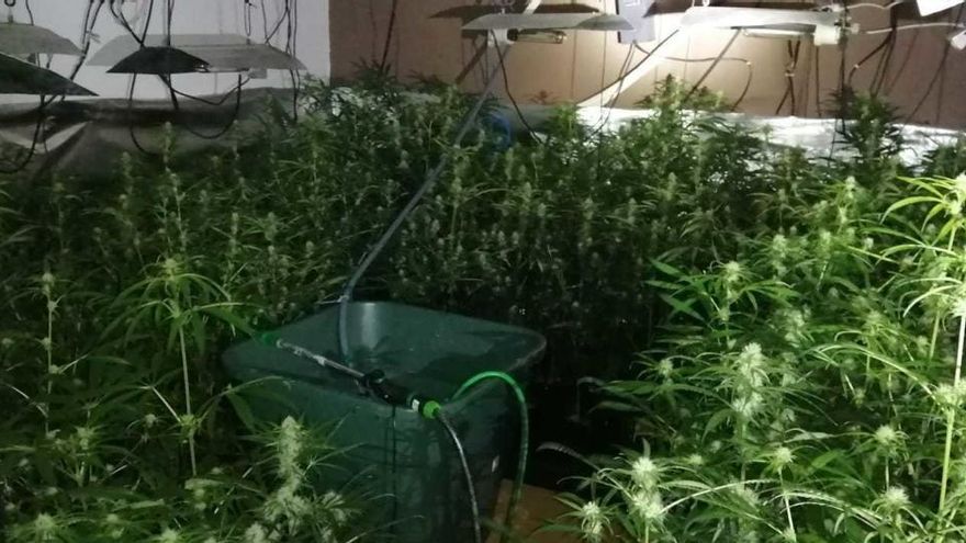 Una de les plantacions de marihuana