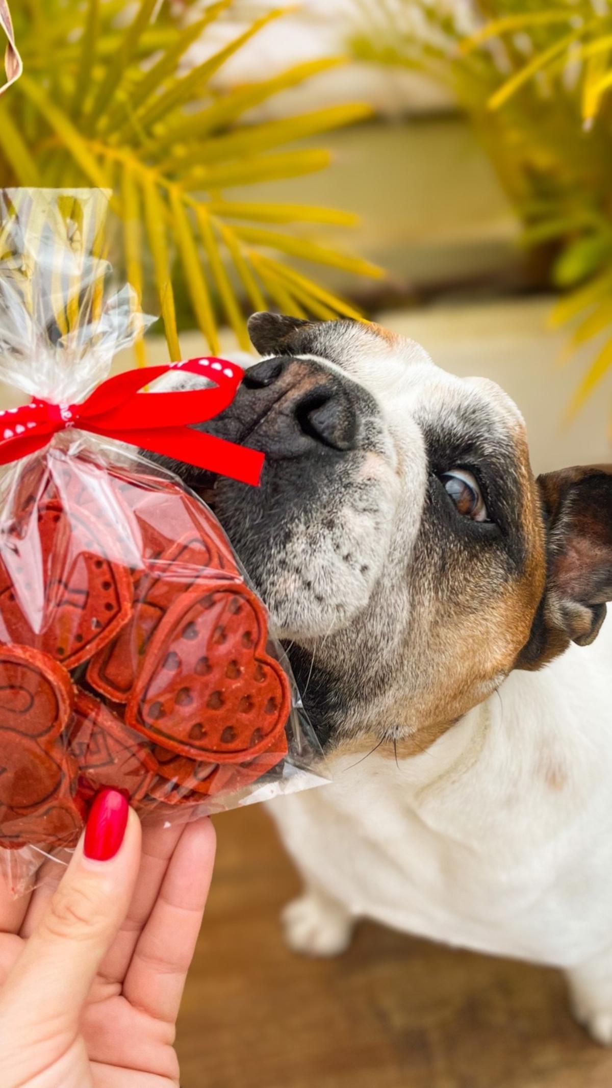 Patas & Ladridos ofrece una cuidada selección de productos complementarios para perros y sus dueños.