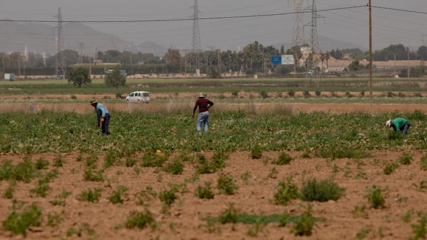 La primera alerta por calor obliga a acortar la jornada en el campo