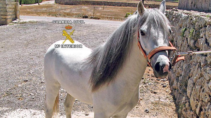 Dos imputados por castrar a un poni con un método prohibido