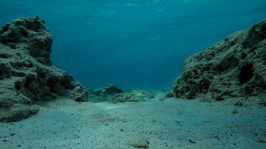 El color del fondo del mar está cambiando de blanco a marrón por el ser  humano