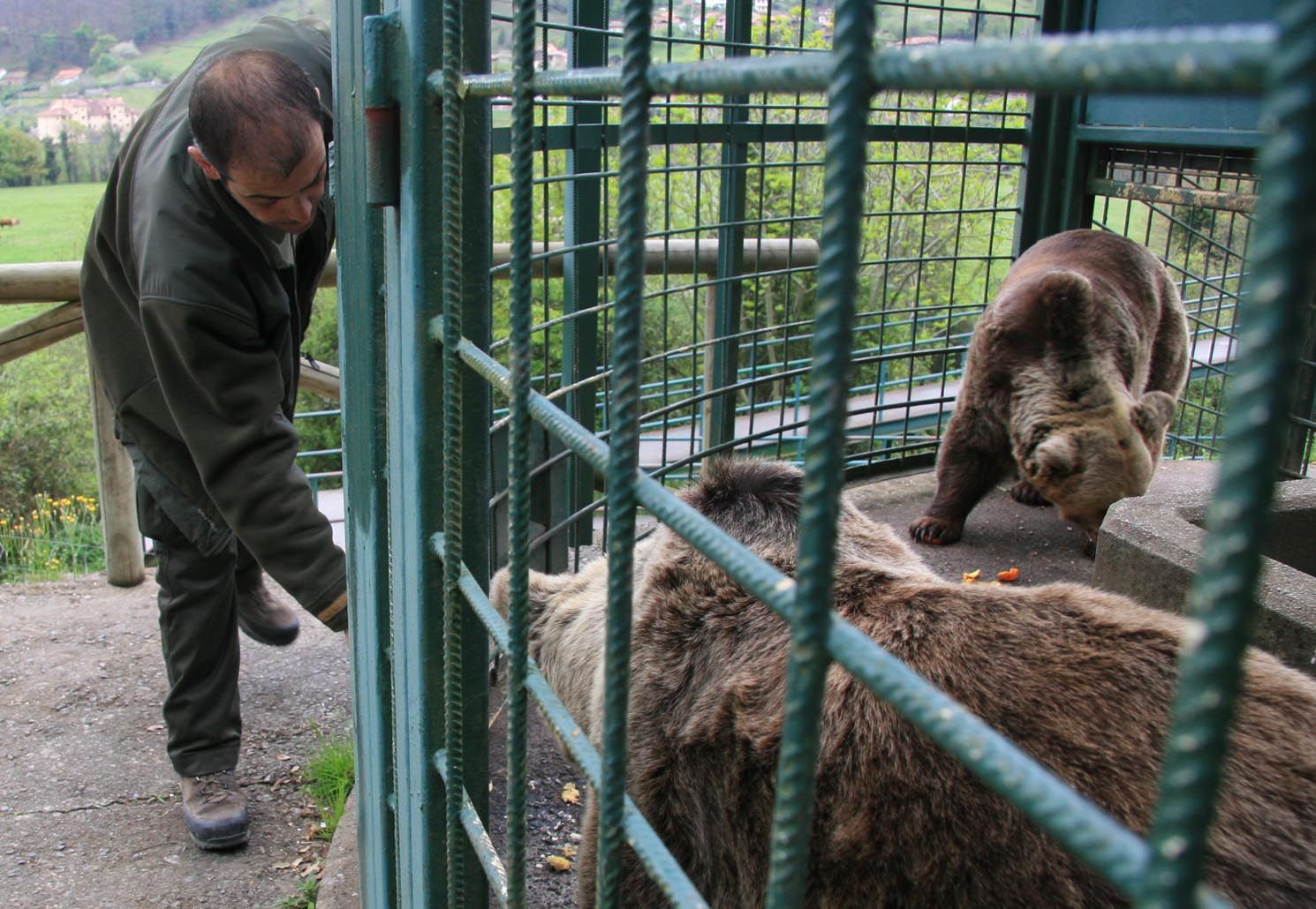 EN IMÁGENES: Así fue la vida de la osa "Paca" en el cercado de los Valles del Trubia