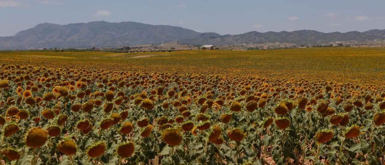 Una plantación de girasoles en el 
Campo de Murcia, con la sierra de
Carrascoy al fondo.  loyola pérez de villegas