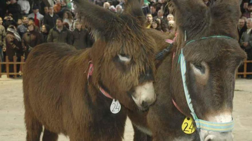 Dos burros en la subasta celebrada el año pasado.