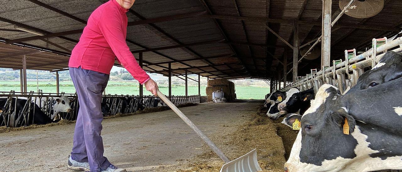 La ‘manacorina’ Coloma Mascaró se dispone a dar de comer a las vacas en su finca de Porto Cristo.