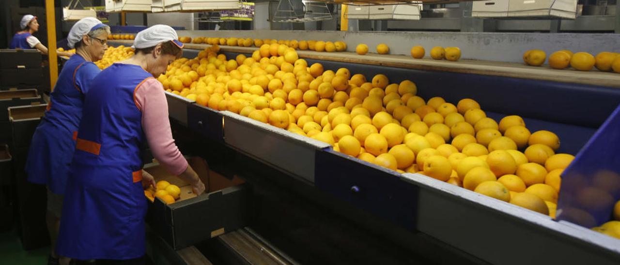 La crisis citrícola llega a las empresas