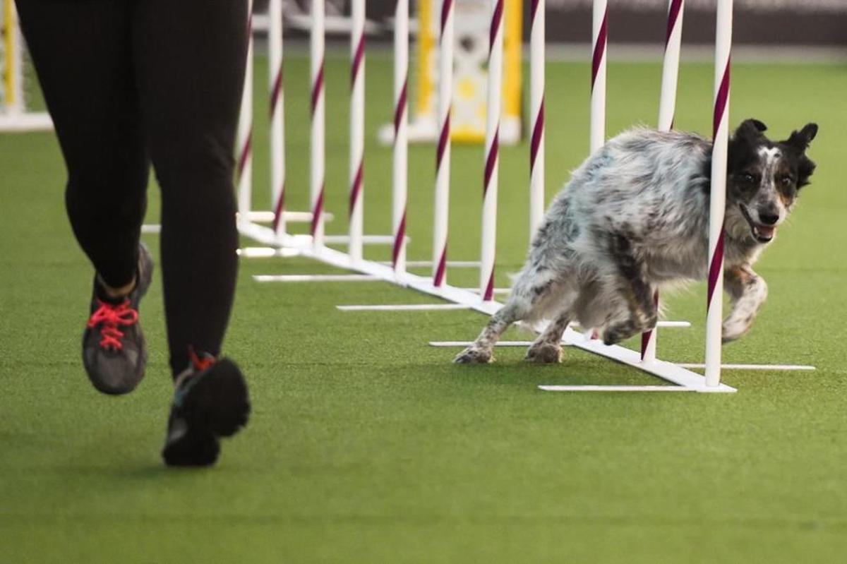 El Westminster Kennel Club, un dels shows de gossos de raça més importants del món