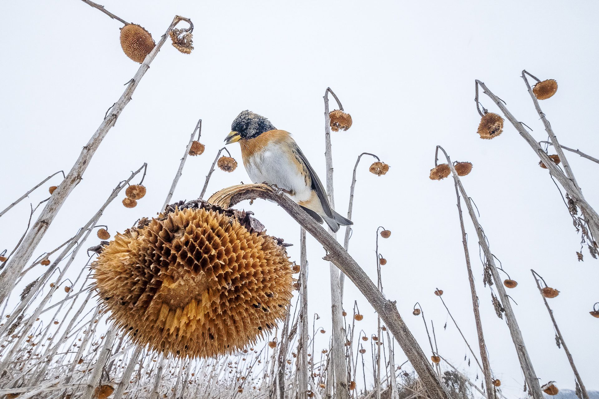 SUNFLOWERS PARADISE - Mateusz Piesiak (Polonia) - Mención de Honor: Mundo de las Aves