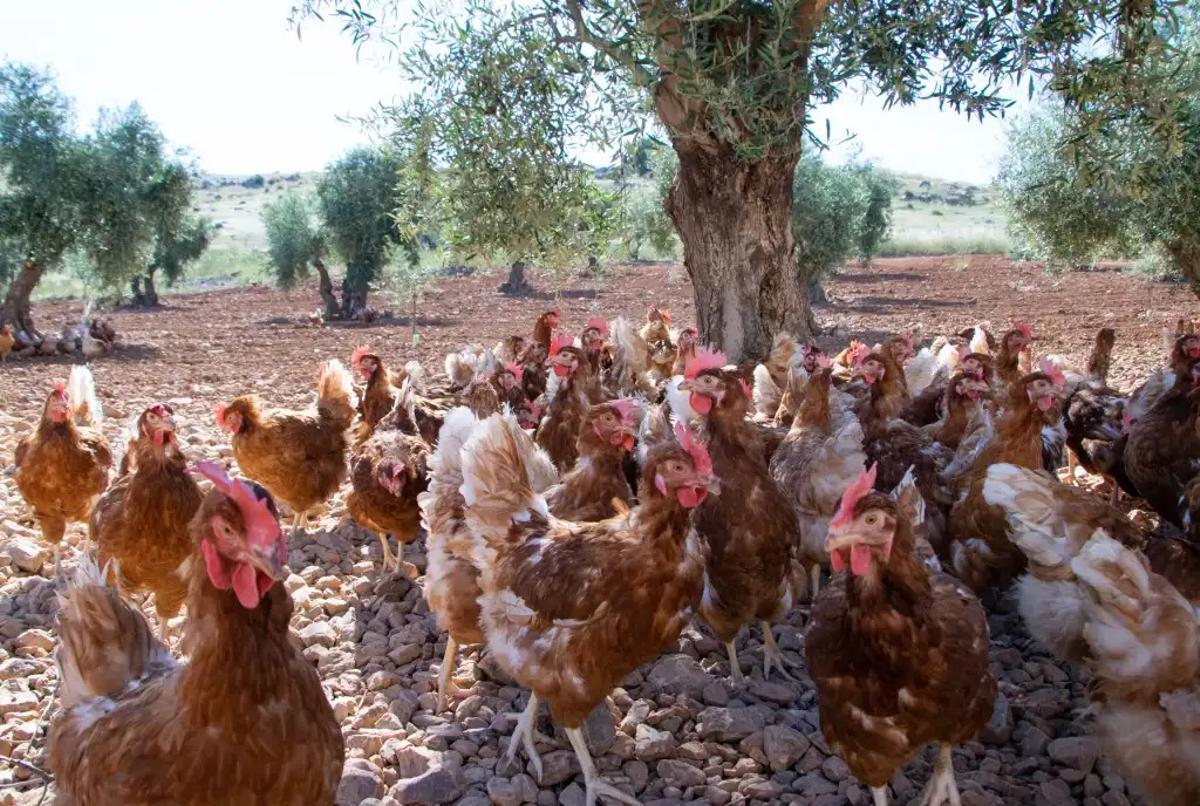 Gallinas camperas de Huevos Guillen.