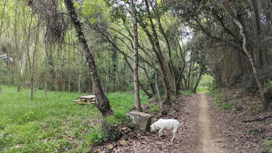 Lladó acull un taller de resiliència i bany de bosc per gaudir dels beneficis de la natura