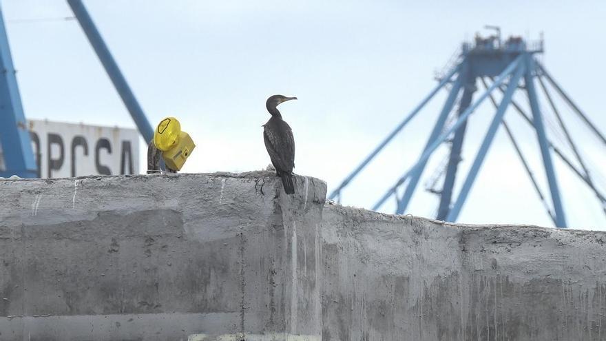 Okupas en el Puerto de Las Palmas: una pareja de cormoranes se instala en los cajones de hormigón fondeados en Las Alcaravaneras
