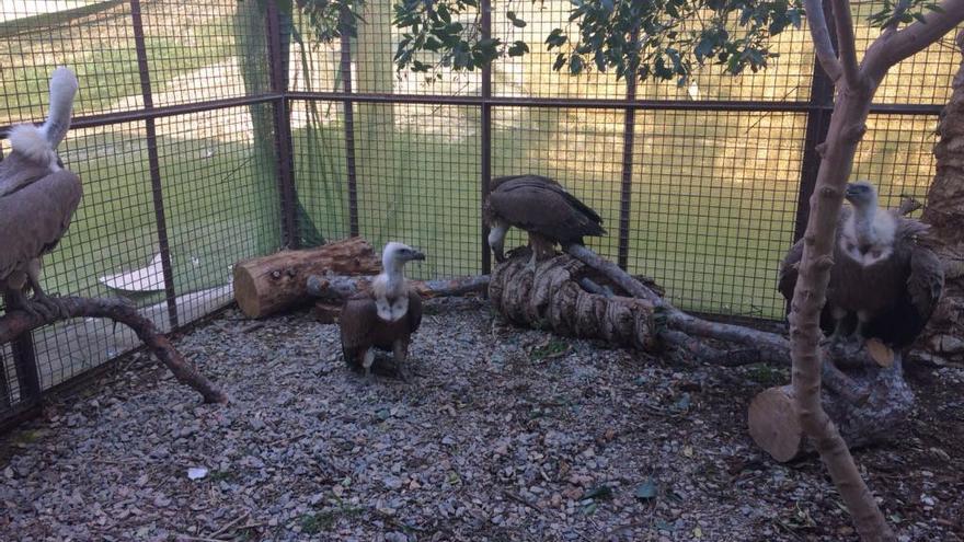 Los buitres que han sido entregados a Terra Natura Murcia