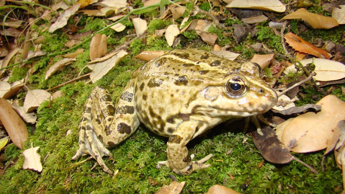 La especie de rana del hallazgo.