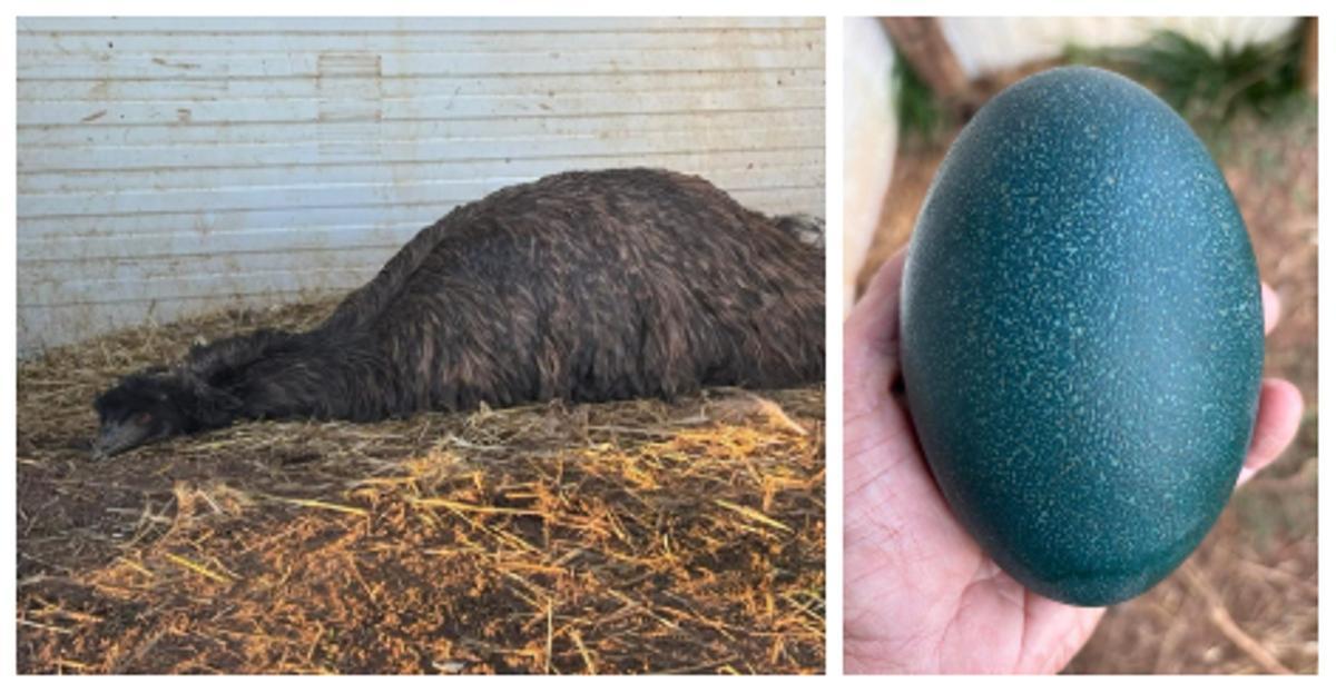 El macho Isidro, durante la incubación. A la derecha, huevo de emú del núcleo de Llanera.