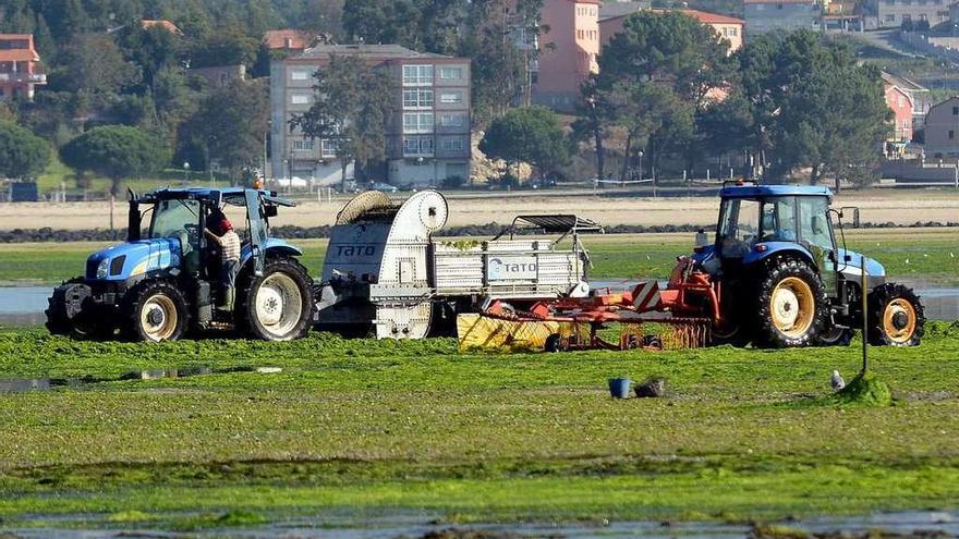 Los tractores limpiaban ayer en el banco marisquero. // Rafa Vázquez