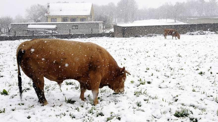 Ejemplares bovinos en un prado en Sello durante una nevada. // Bernabé/Javier Lalín