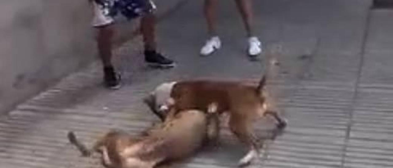 2.000 euros para entrar a una pelea de perros