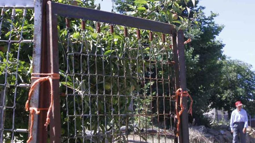 Un frutal situado en el centro del pueblo de Cional lleno de plásticos para defender la fruta de los animales silvestres.