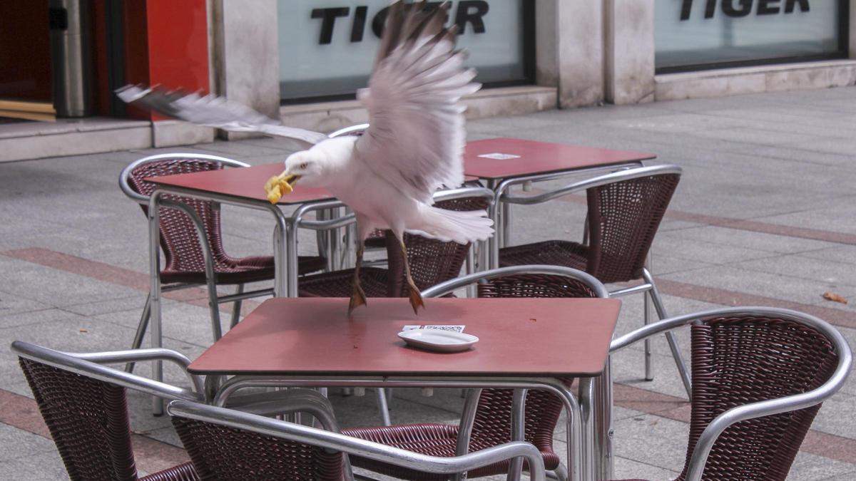 Una gaviota llevándose un pincho en Gijón, en una imagen de archivo.