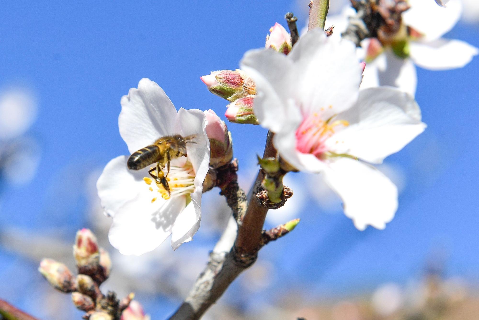 Almendros en flor en Tejeda