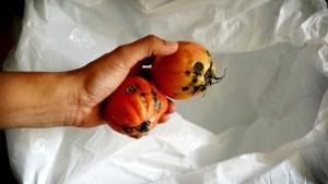 Els preus i els plats processats frenen el malbaratament d’aliments