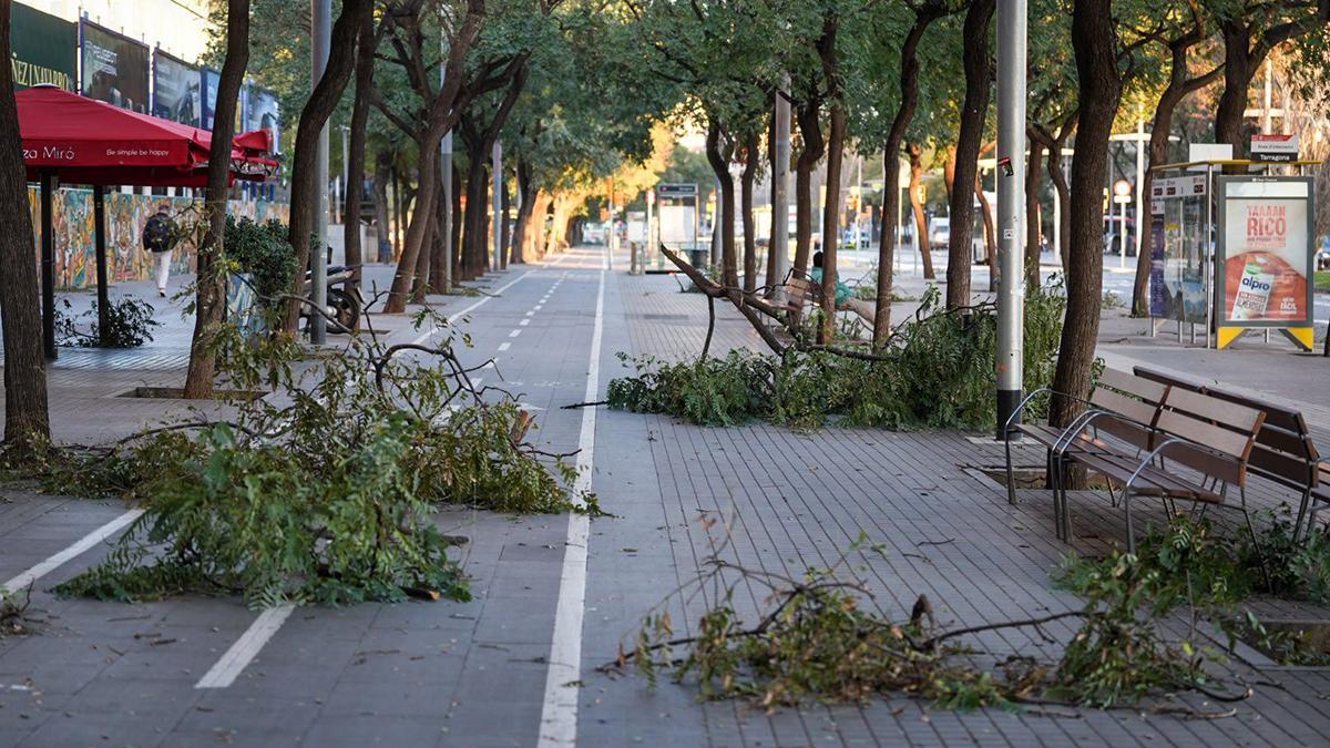 Ramas caídas en la calle de Tarragona con Consell de Cent