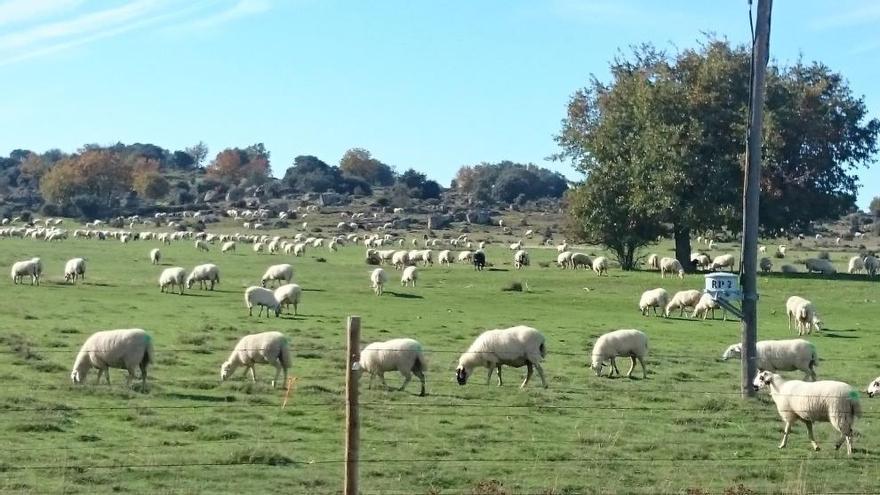 Una ganadería de ovino pastando en la comarca de Sayago