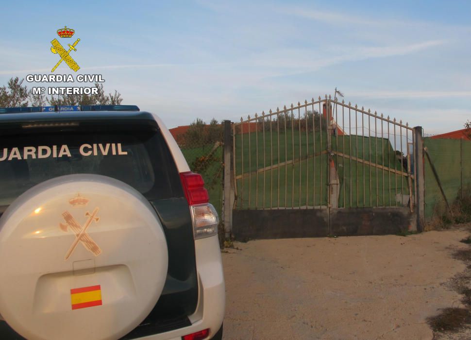 Encuentran a nueve cachorros sepultados en una finca de Mula