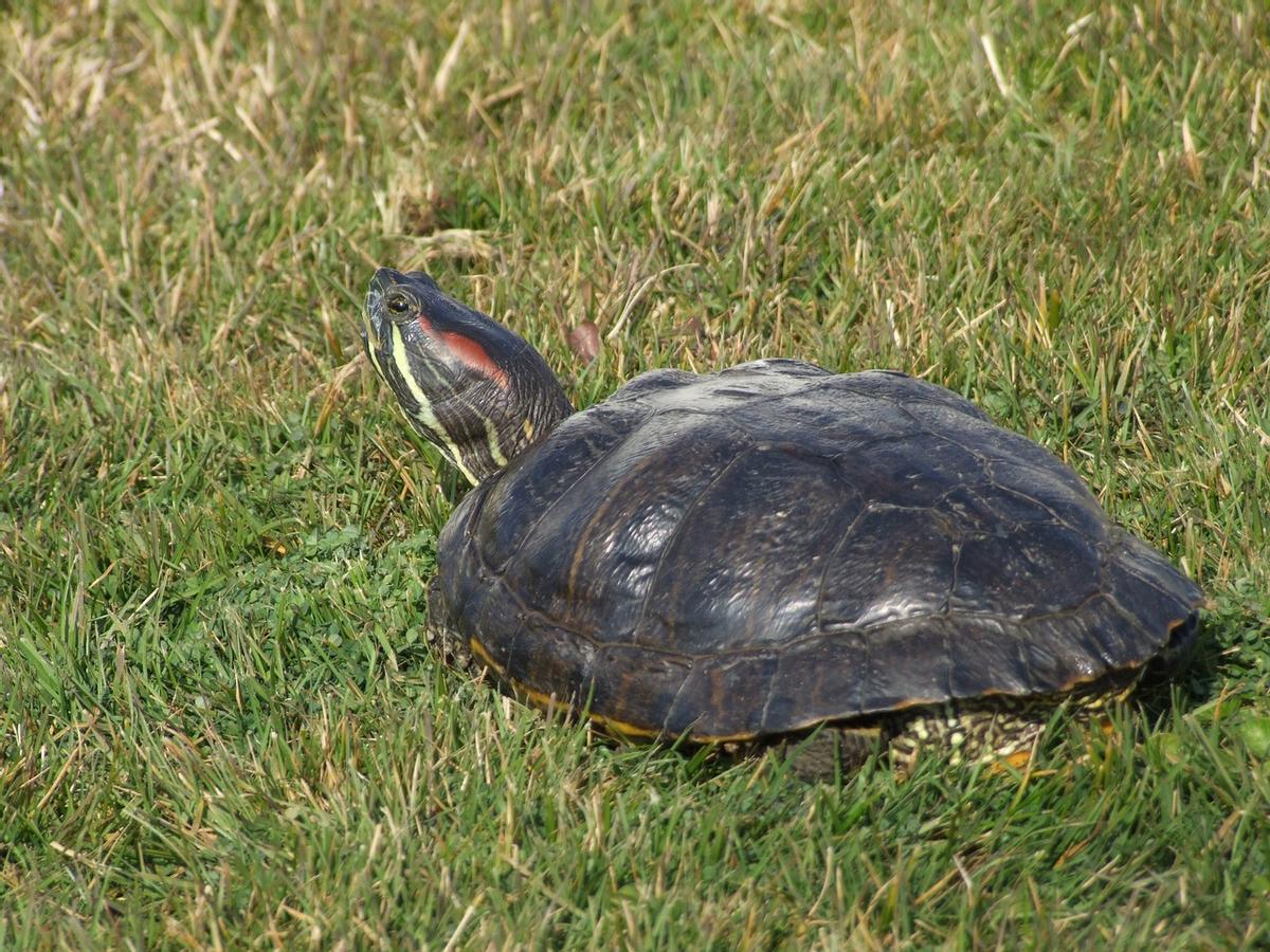 Exemplar de tortuga de Florida