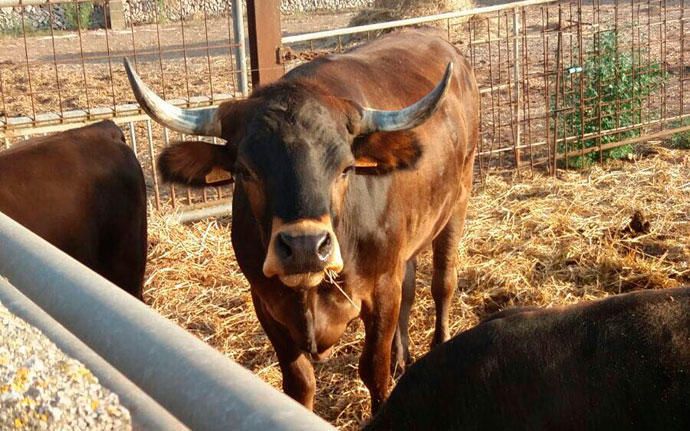 Dieser zahme Stier kam beim Correbou 2018 zum Einsatz.