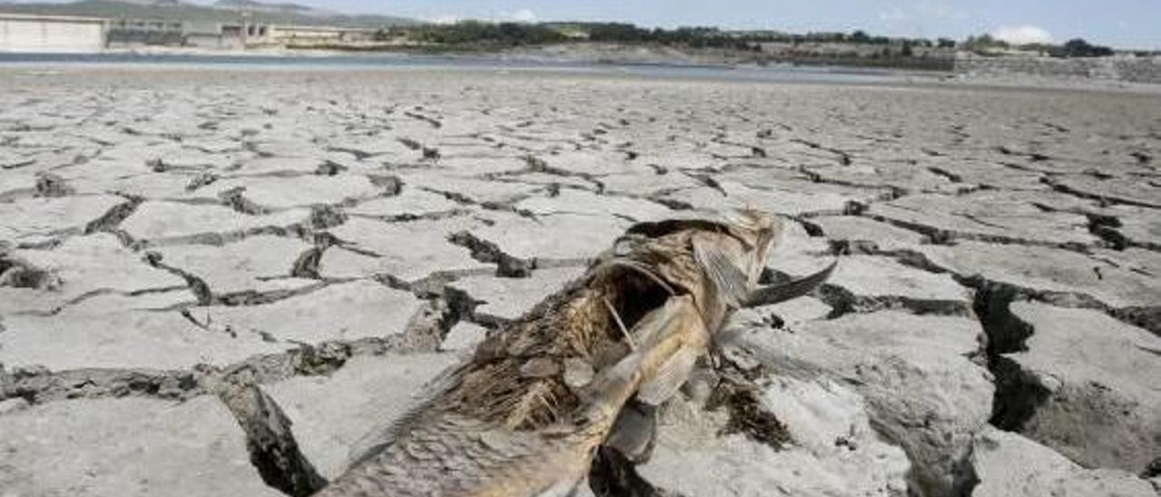 El bajo caudal del río Albaida causa la muerte de cientos de peces