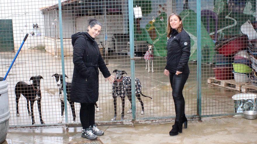 Nuevos espacios en la perrera de Almendralejo al aumentar el abandono de animales
