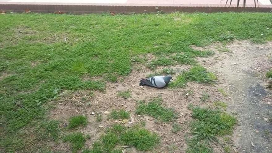 Una de las palomas muertas en el parque de Petrer