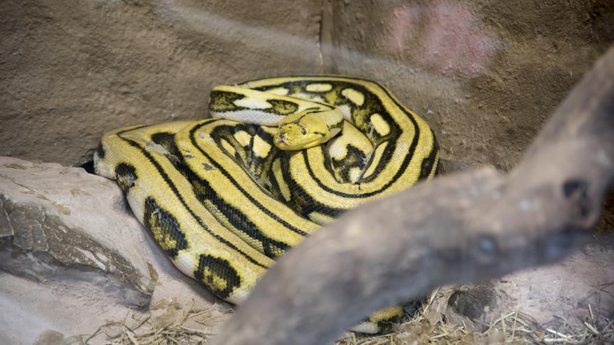 La pitó rescatada a Barcelona esdevé un animal únic al centre de recuperació d&#039;amfibis i rèptils de Masquefa