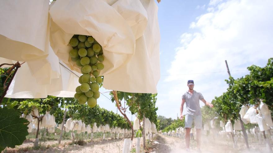 Alarma en el campo de Alicante: la ola de calor amenaza con quemar la uva de mesa y las hortalizas