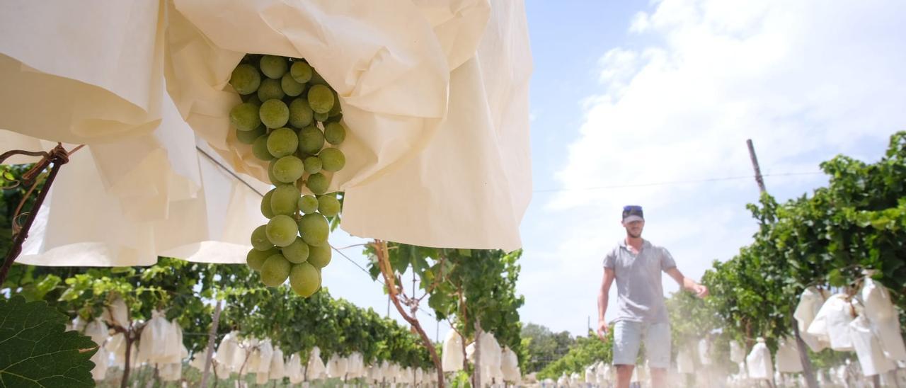 Un agricultor revisando una plantación de uva de mesa en Novelda, donde el campo para las 12 horas por el calor.