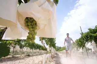 Alarma en el campo de Alicante: la ola de calor amenaza con quemar la uva de mesa y las hortalizas