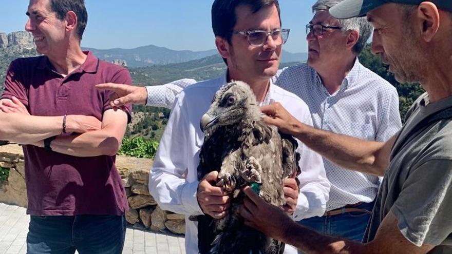 Uno de los ejemplares liberados en Castellón