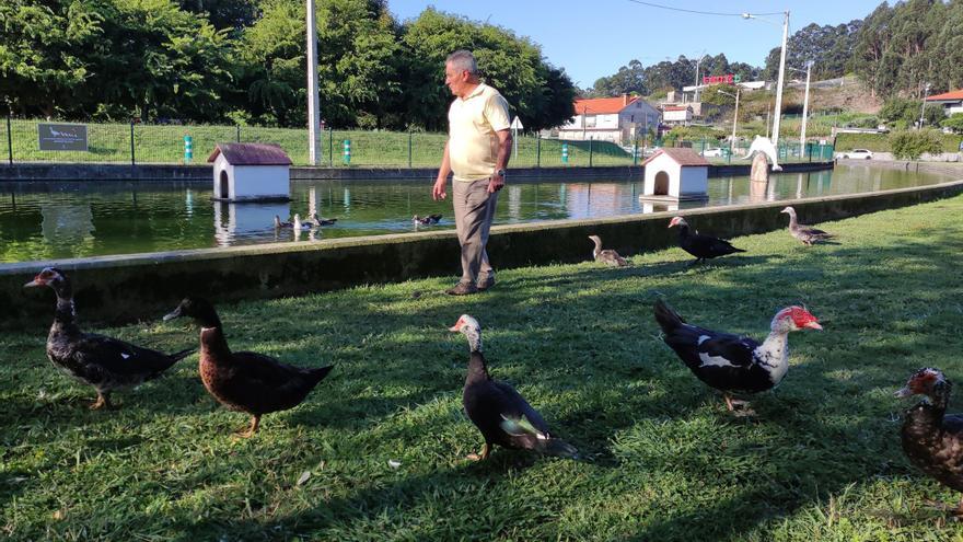 Poio pone en marcha una campaña para proteger a los patos del Costa Xiráldez, en Lourido