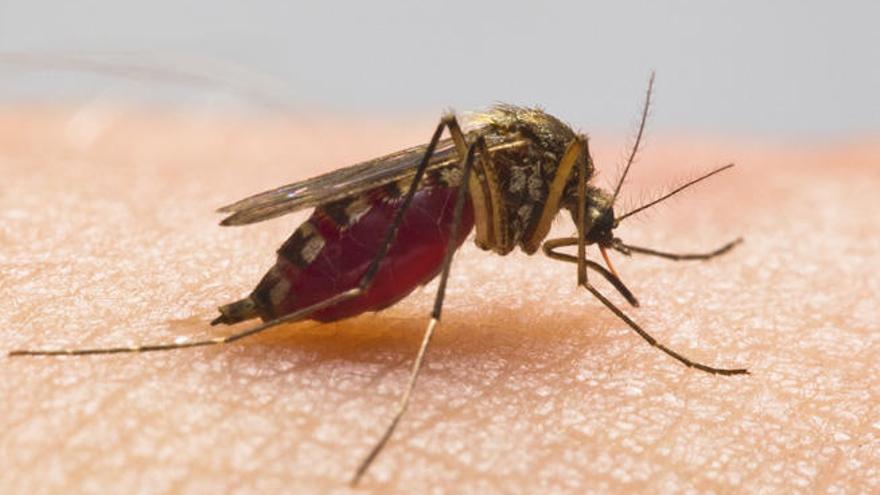 Un mosquito es el responsable de la transmisión del dengue.