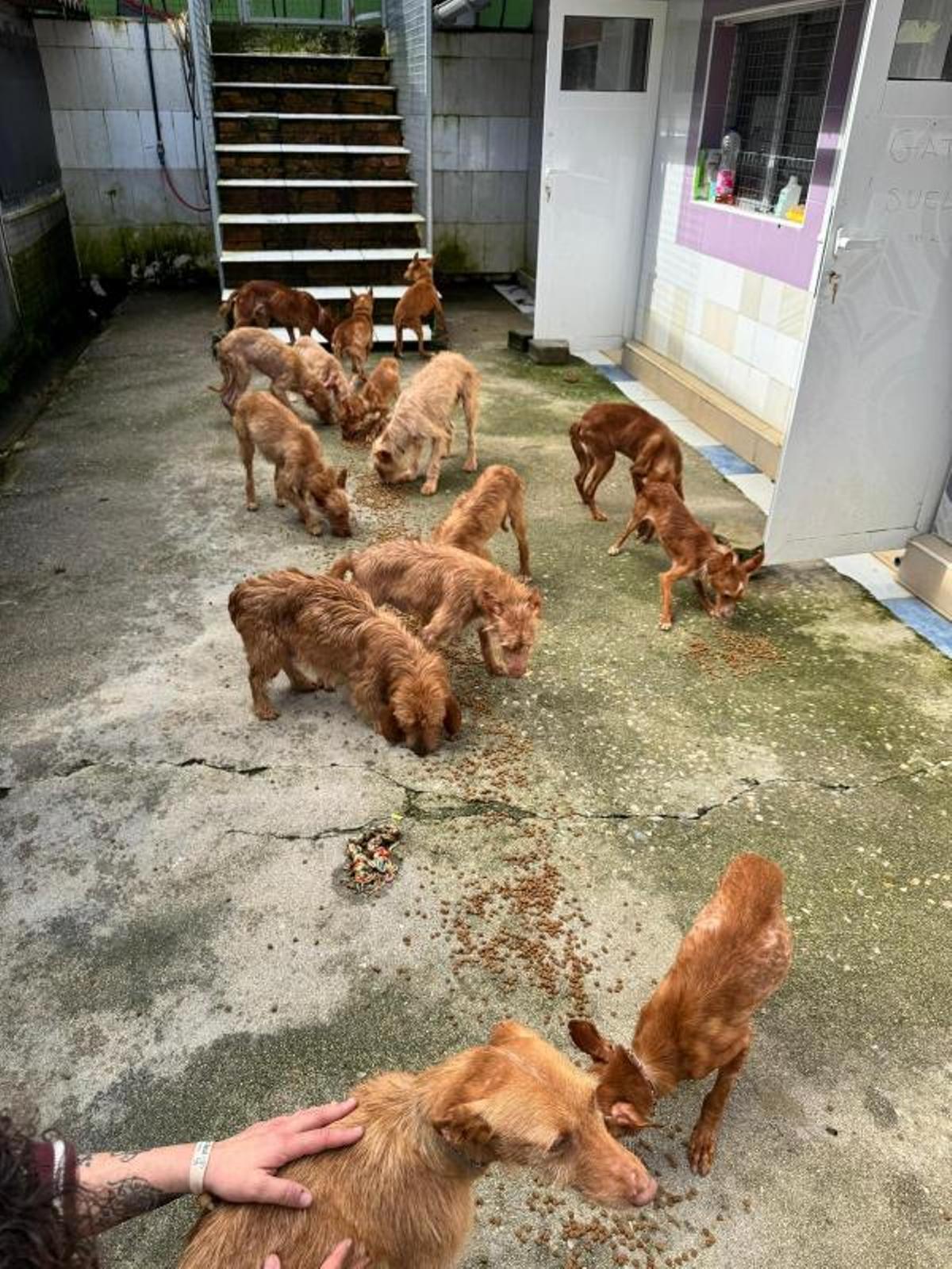 Retiran 22 perros de caza a un vecino de Meira que los tenía enjaulados y escuálidos Retiran 22 perros de caza a un vecino de Meira que los tenía enjaulados y escuálidos