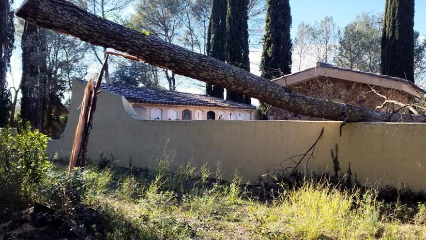 Vilademuls denuncia que un vàndal es dedica a talar arbres perquè caiguin damunt instal·lacions municipals