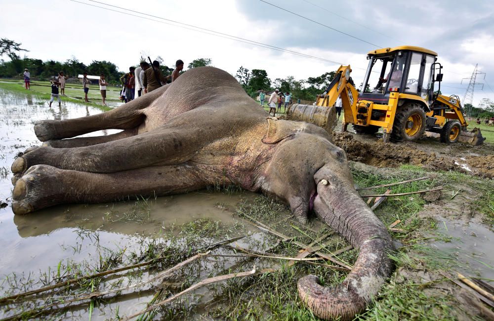 INDIA-ANIMALS/