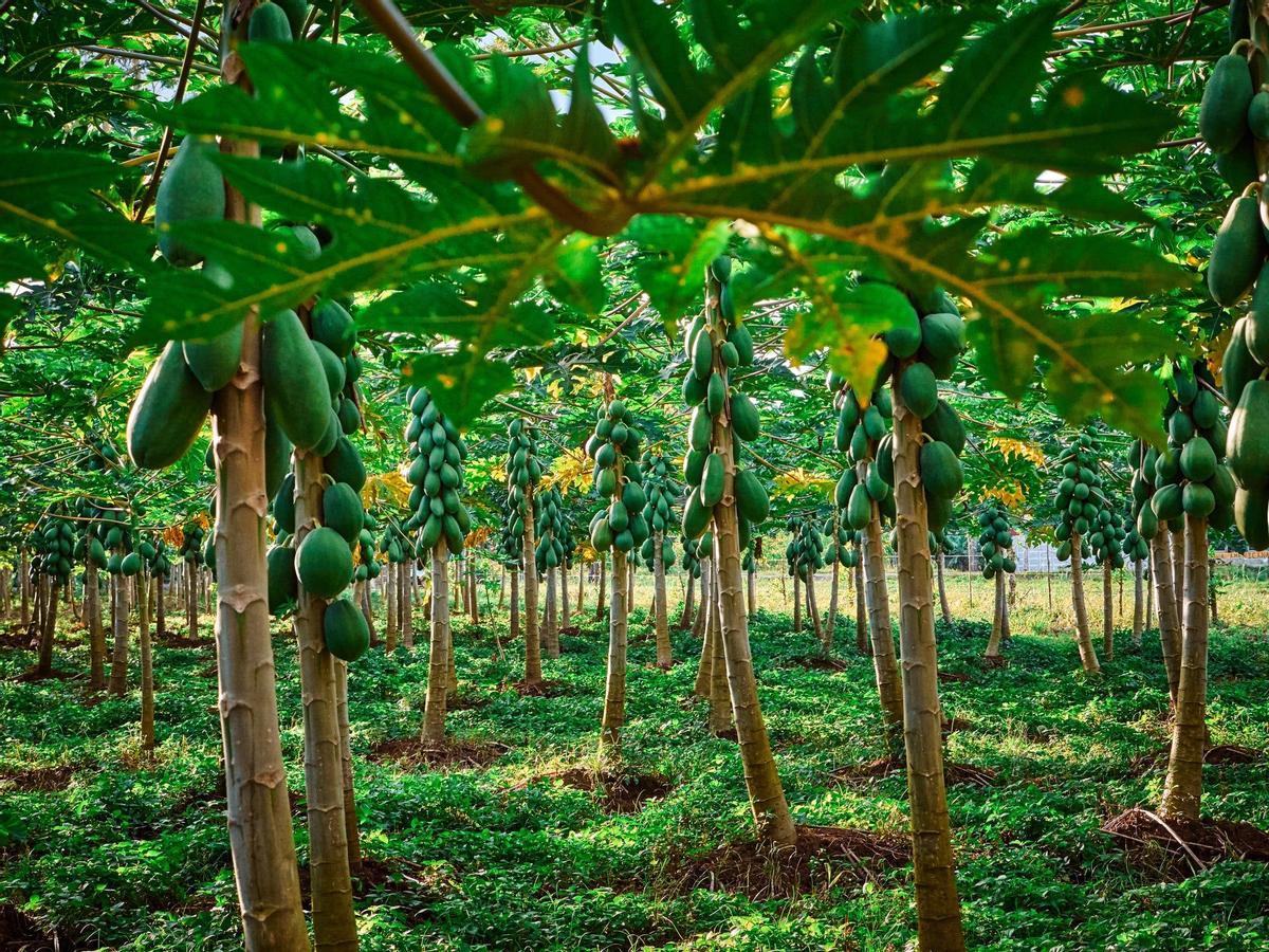 Saborear lo natural: fruta y verdura tica