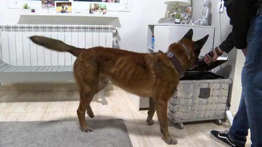 Perros entrenados en detectar plagas de insectos