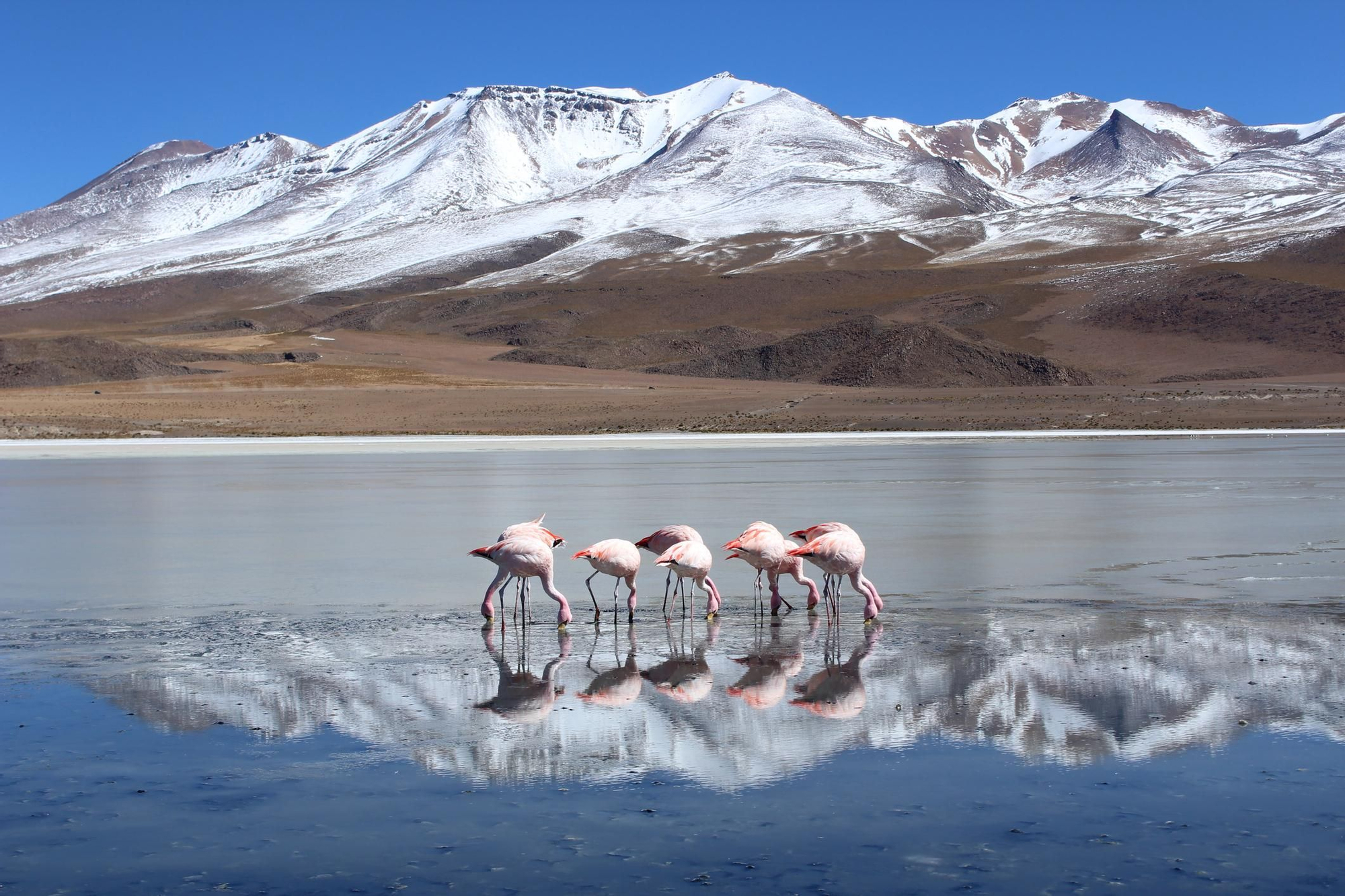 El mes de noviembre es especialmente bonito para visitar Uyuni, ya que coincide con la cría de flamencos
