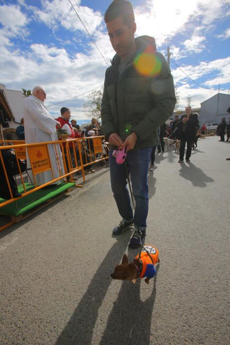 Benidición de animales en la Ermita de Vera y en la Punta