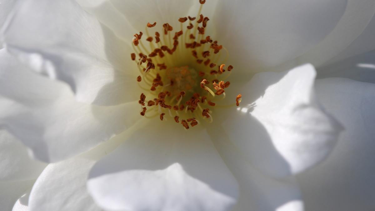 Así debes cuidar las gardenias para tener siempre flores frescas en casa -  Información